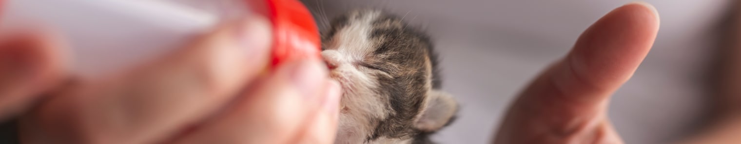 Newborn Kittens Open Eyes | Ankeny Vet Hospital
