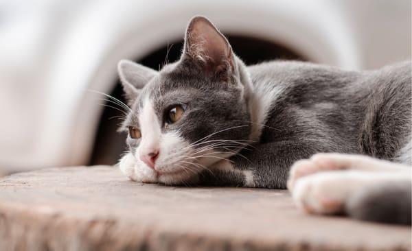 cat after diagnostics